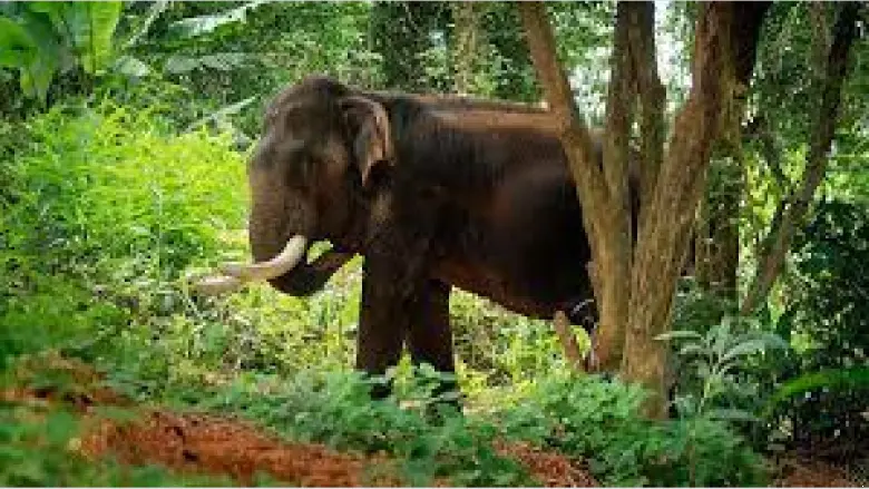 wild-elephant-attacks-in-pathanamthitta-and-idukki-two-youths-injured-houses-destroyed
