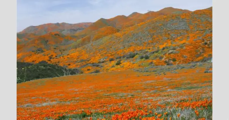 california has become a flower pot